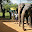 ELEFANT SRI LANKA