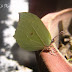 Pieridae%25252c%252520gonepteryx%252520rhamni%25252c%252520common%252520brimstone