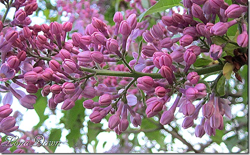Lilacs_March31