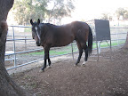 Thanks to generous donations from supporters like those at http://www.rosiesremedies.com/, Phoenix is now the happy, healthy and very loved horse he was born to be.