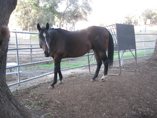Thanks to generous donations from supporters like those at http://www.rosiesremedies.com/, Phoenix is now the happy, healthy and very loved horse he was born to be.