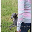 Pet Dogs 031.jpg