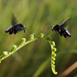 Let's Dancing by Imran Kadir - Nature Up Close Gardens & Produce ( nature, lahad datu, imran kadir )