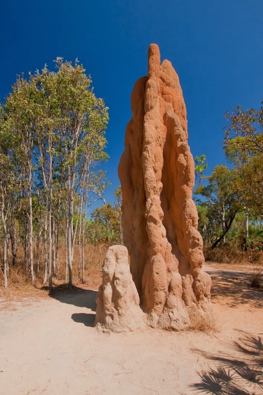 magnetic-termites-2