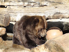 denver_zoo