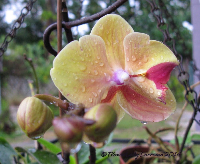 [03-18-unkn-orchid2%255B4%255D.jpg]