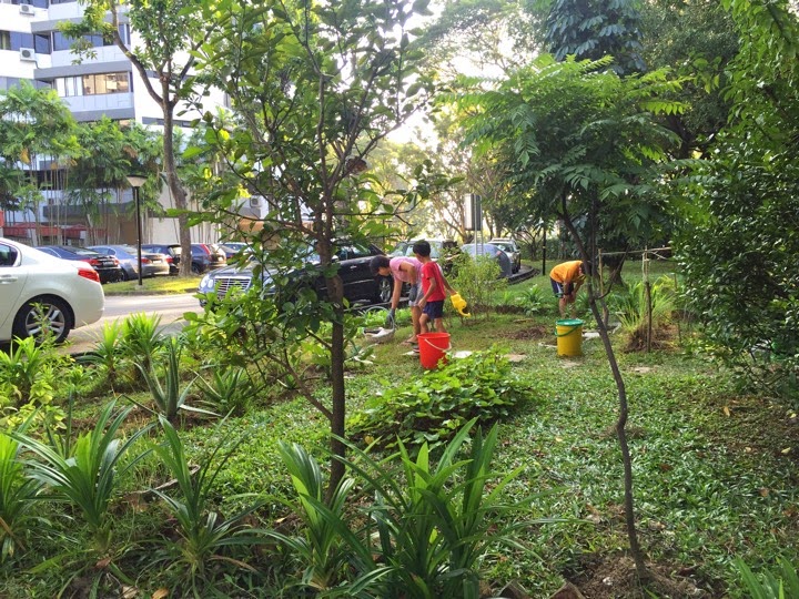 Our Little Garden