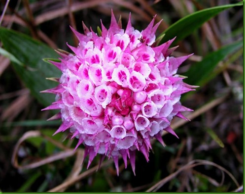 Elleanthus-capitatus Elleanthus-capitatus