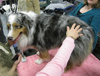 Australian Shepherd
