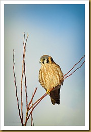 - kESTREL_ROT6806 February 17, 2012 NIKON D3S