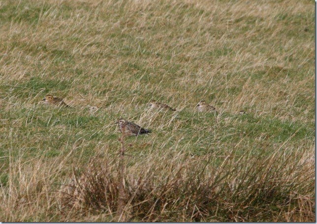 veensgarth_plover