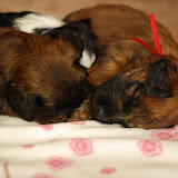 Abi - DSC_0179.JPG