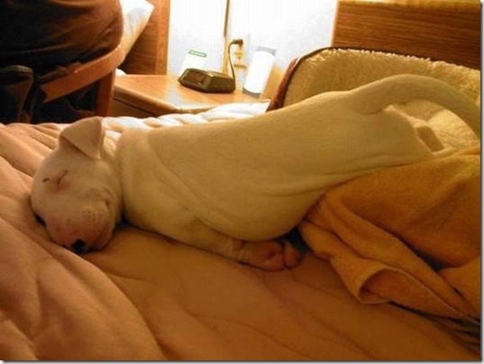 tired-cute-animals-15