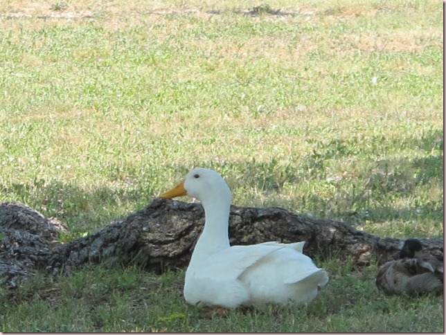 IMG_1525 IMG_1525