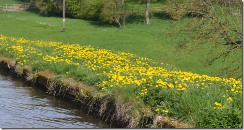 only dandelions but arent they fab