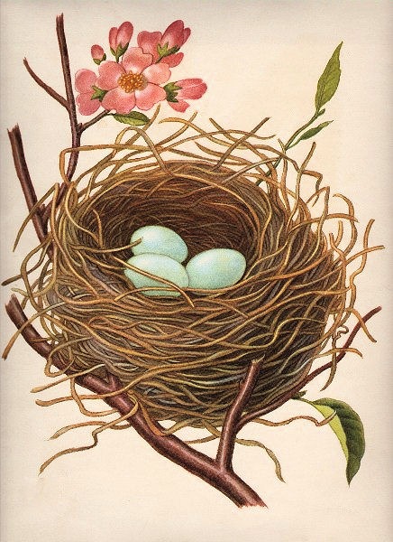 [nest%255B3%255D.jpg]