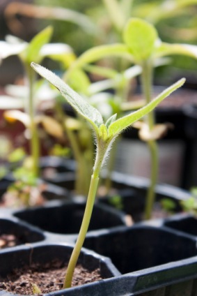 [seedlings%255B4%255D.jpg]
