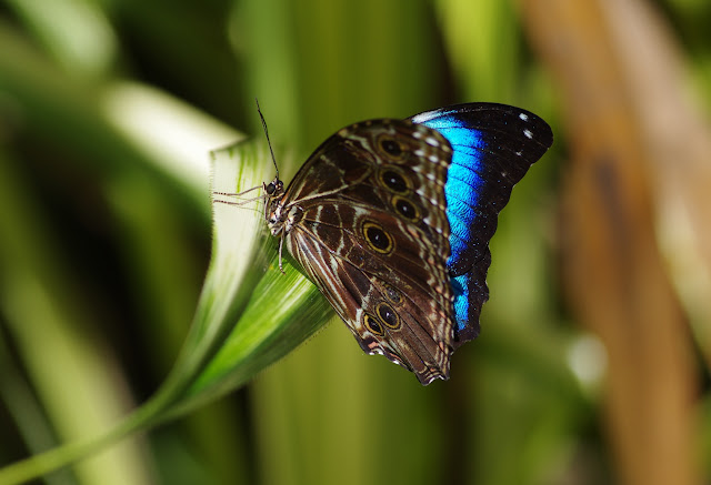 Morpho (Morpho) deidamia deidamia (HÜBNER, [1819]). Premier layon, Patawa (Montagne de Kaw), 25 octobre 2012. Photo : J.-M. Gayman
