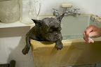 Well, the shampoo smells really good and it helps to sooth our Frenchie skin.