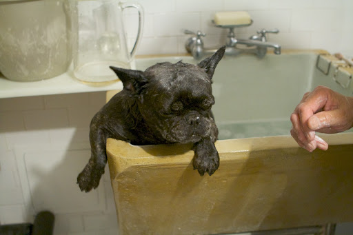 Well, the shampoo smells really good and it helps to sooth our Frenchie skin.