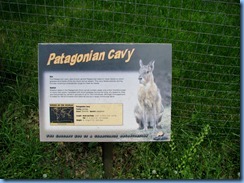 0304 Alberta Calgary - Calgary Zoo Destination Africa - South America - Patagonian Cavy