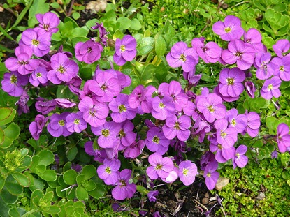 Aubrieta