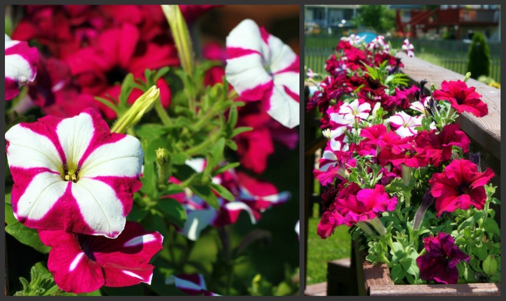 [petunia%2520collage%255B3%255D.jpg]