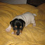 chiots 002.jpg chiots 002.jpg