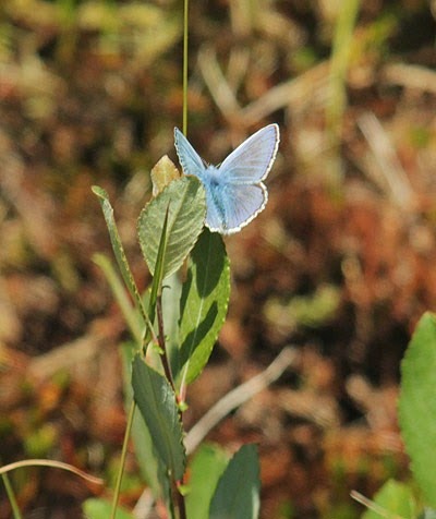 [common-blue-butterfly2.jpg]