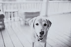 The inn owner's pup, Cody, loved the company.