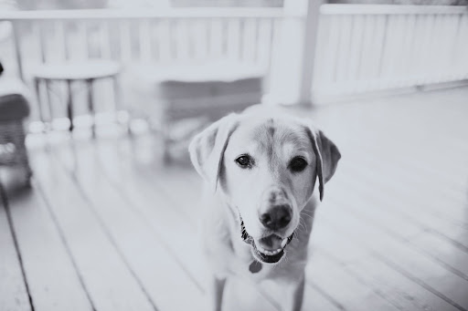 The inn owner's pup, Cody, loved the company.