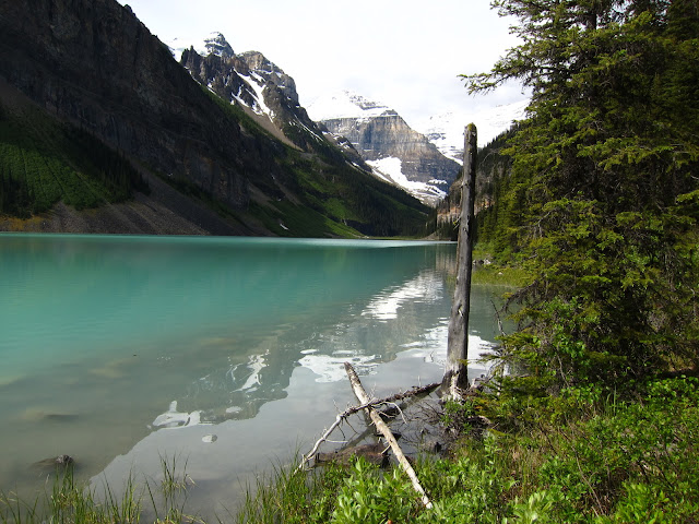 Wild Blue, Green, Whatever Color Its Called