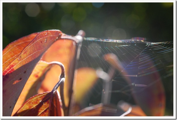 spiderweb dogwood