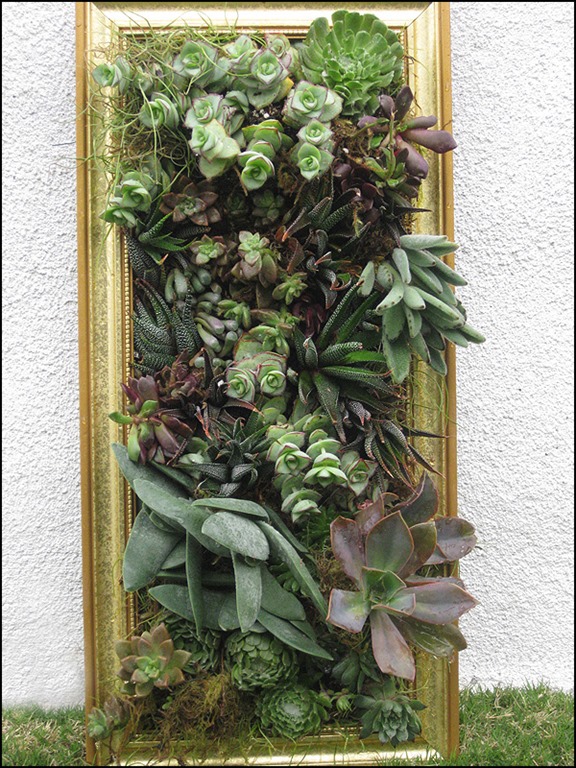 [succulent-framed-art-1412--krista-jo%255B1%255D.jpg]