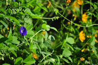 DSC_3231.JPG