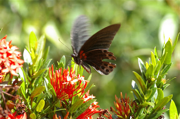 Papilio memnon memnon LINNAEUS, 1758, mâle. Gomantong, 14 août 2011. Photo : J.-M. Gayman