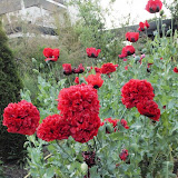 Pavot somniférum à fleur de Pivoine