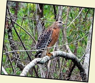 08 - Animals - Red Shouldered Hawk 2