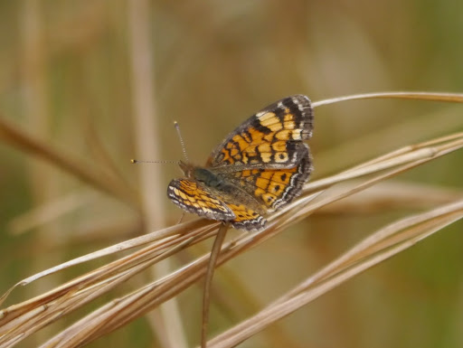 P1050645
