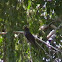Blackbird