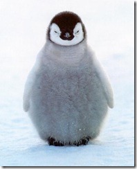 penguin-chick