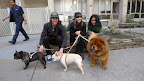 I guess the Frenchies and I can pose for a few photos!  Ladies, I like your hair.  I stick with orange myself, but purple and green are nice too!