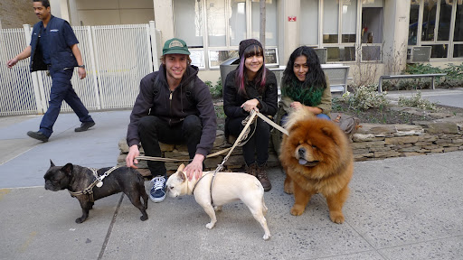 I guess the Frenchies and I can pose for a few photos!  Ladies, I like your hair.  I stick with orange myself, but purple and green are nice too!