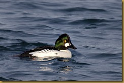 - Common Goldeneye - maleD7K_3314 February 05, 2012 NIKON D7000