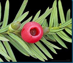 Taxus_baccata_MHNT