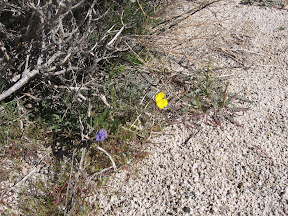 MountLaguna 086.jpg