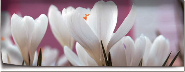crocus crocus