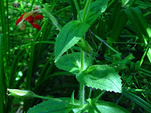 Mimulus%252520cardinalis%252520001
