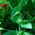 Mimulus%252520cardinalis%252520001