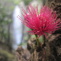 Backroad to Kipahulu, Maui